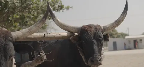 Mapuru a na paniwanga ku thsikocikara mu mbongi thza Shang’ombo