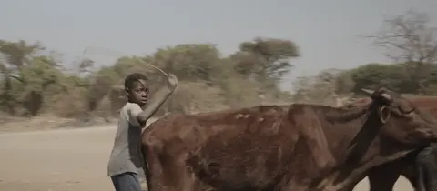 Mukwerumeana aa futithsa ngombe